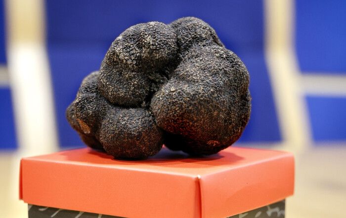 Trufa negra de Aragón en la presentación de VeraTruf