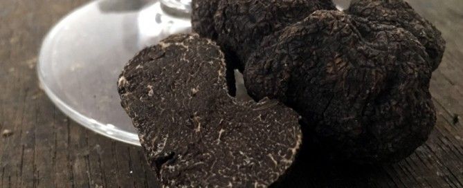 Descubre la trufa pasion por el negro de Aragón