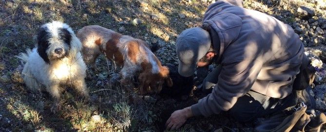 Descubre la trufa buscando trufa negra con perros